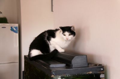 Klikněte pro zobrazení původního (velkého) obrázku